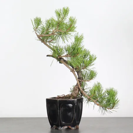 image supplémentaire - BONSAI PINUS MUGO 1-17