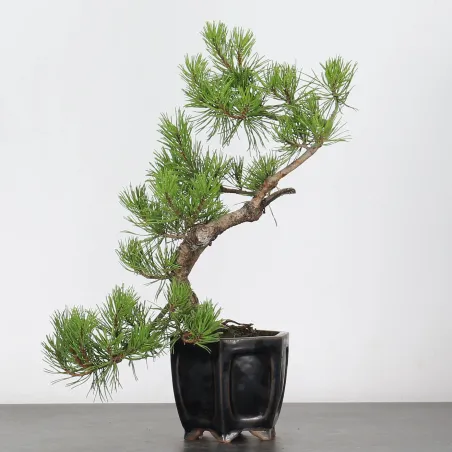 BONSAI PINUS MUGO 1-17