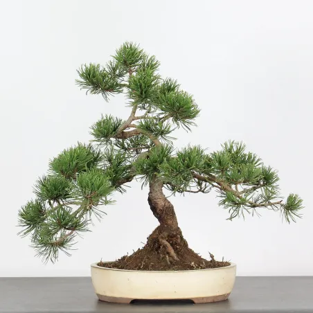 BONSAI PINUS MUGO 1-18