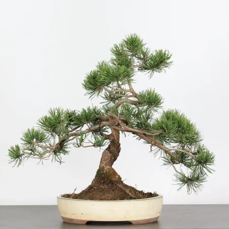 image supplémentaire - BONSAI PINUS MUGO 1-18