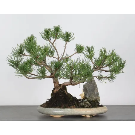 Pin mugo bonsai PM-2-1