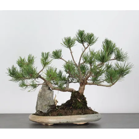 image supplémentaire - BONSAI PINUS MUGO 2-1