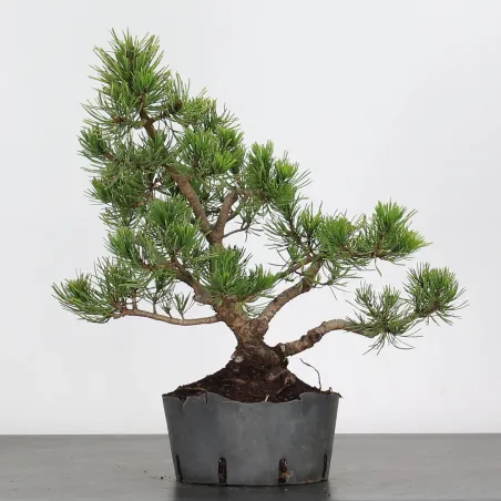 Mugo Bonsai Pine PM-2-9