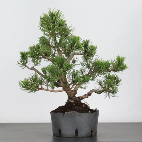 image supplémentaire - BONSAI PINUS MUGO 2-9