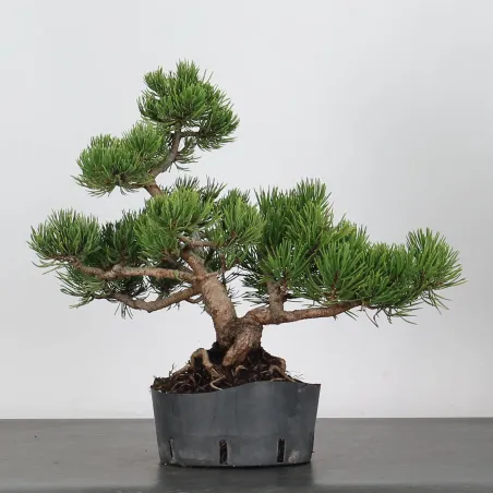 BONSAI PINUS MUGO 2-11