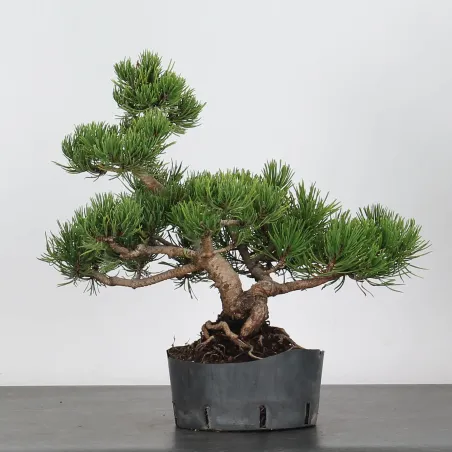 image supplémentaire - BONSAI PINUS MUGO 2-11