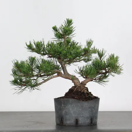 BONSAI PINUS MUGO 2-13