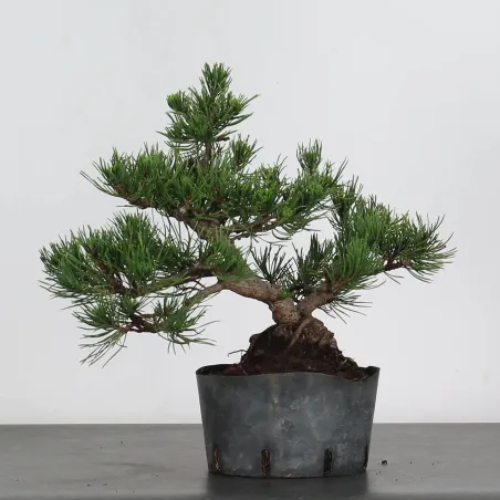 image supplémentaire - BONSAI PINUS MUGO 2-13