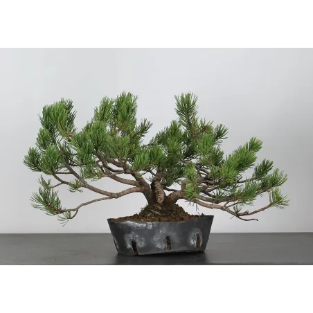 image supplémentaire - BONSAI PINUS MUGO 2-14