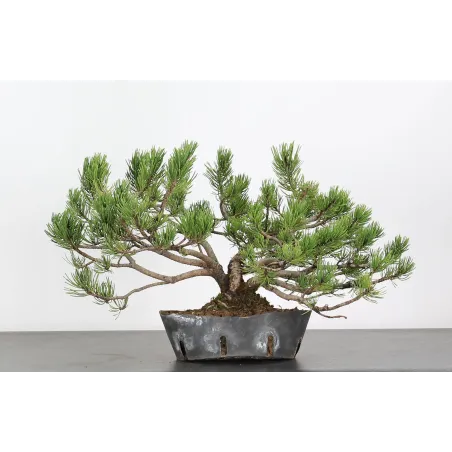 BONSAI PINUS MUGO 2-14