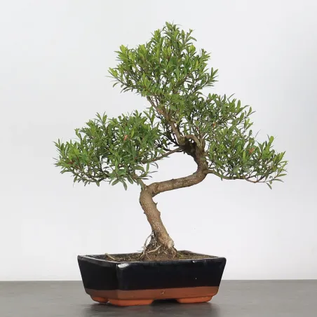 BONSAI MYRTE "Myrtus" 1-1