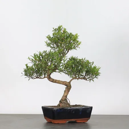 image supplémentaire - BONSAI MYRTE "Myrtus" 1-1