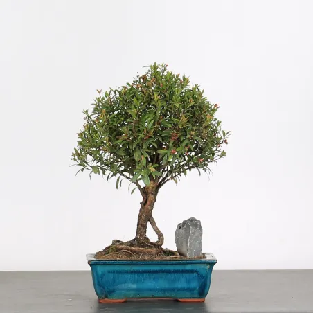 BONSAI MYRTLE "Myrtus" 1-2