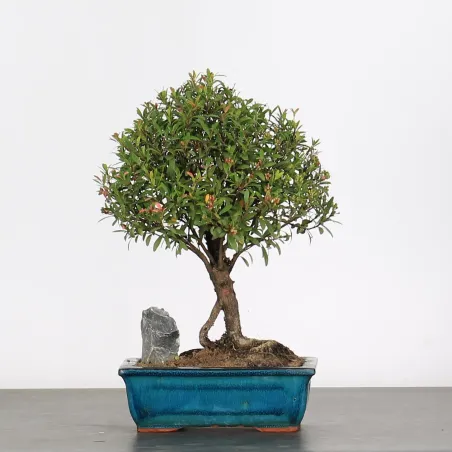 image supplémentaire - BONSAI MYRTLE "Myrtus" 1-2