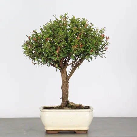 BONSAI MYRTE "Myrtus" 1-3