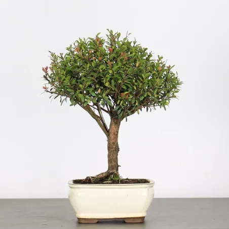 image supplémentaire - BONSAI MYRTE "Myrtus" 1-3