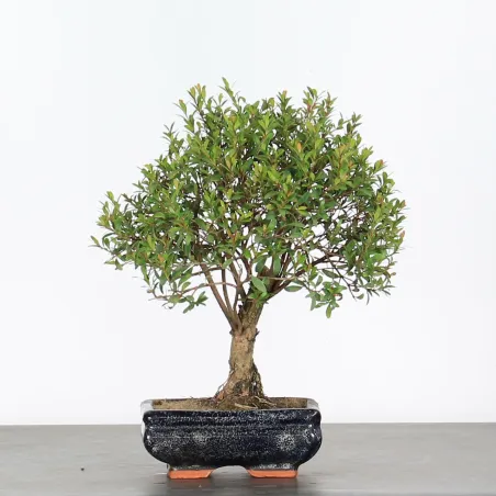 BONSAI MYRTE "Myrtus" 1-4