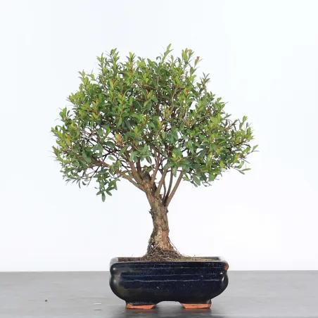 image supplémentaire - BONSAI MYRTE "Myrtus" 1-4