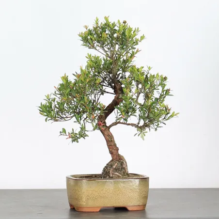 image supplémentaire - BONSAI MYRTE 1-5