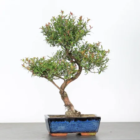 BONSAI MYRTE 1-6