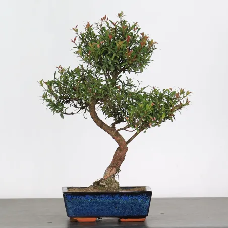 image supplémentaire - BONSAI MYRTE 1-6