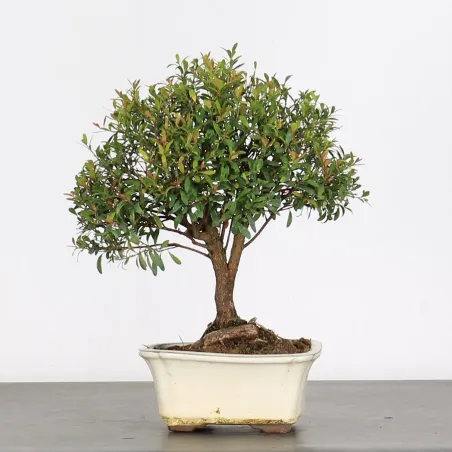 image supplémentaire - BONSAI MYRTE "Myrtus" 1-7