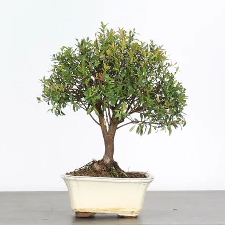 BONSAI MYRTE "Myrtus" 1-7