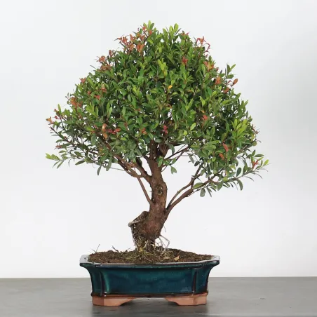 image supplémentaire - BONSAI MYRTE "Myrtus" 1-8