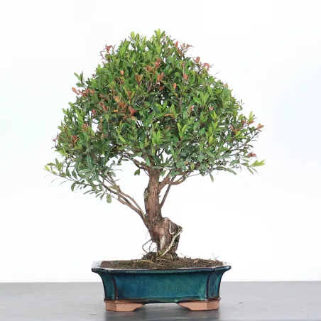 BONSAI MYRTE "Myrtus" 1-8