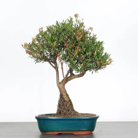 image supplémentaire - BONSAI MYRTE "Myrtus" 1-10