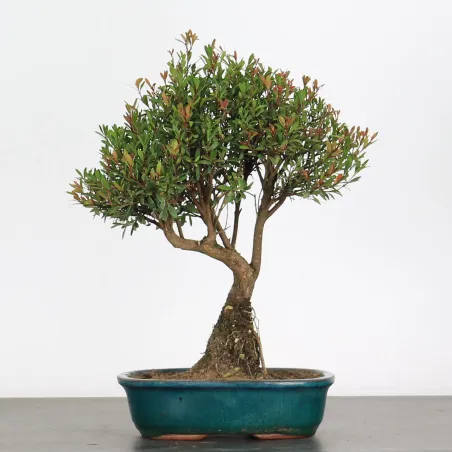 BONSAI MYRTE "Myrtus" 1-10