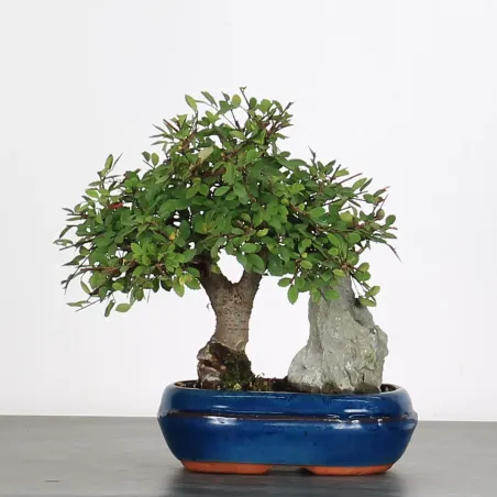 Bonsai Orme de Chine OR-1-1