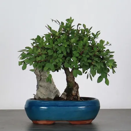 Bonsai Chinese Elm OR-1-2