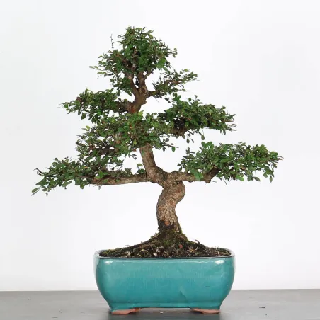 Bonsai Chinese Elm OR-1-5