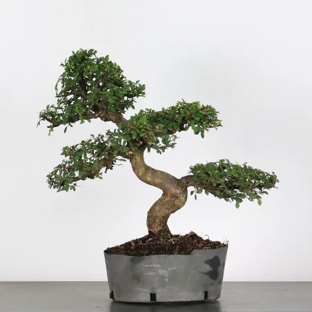 Bonsai Orme de Chine OR-1-6