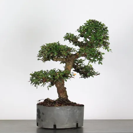 image supplémentaire - CHINESE ELM "Ulmus...