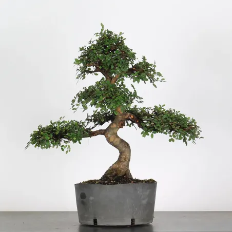 Bonsai Chinese Elm OR-1-7