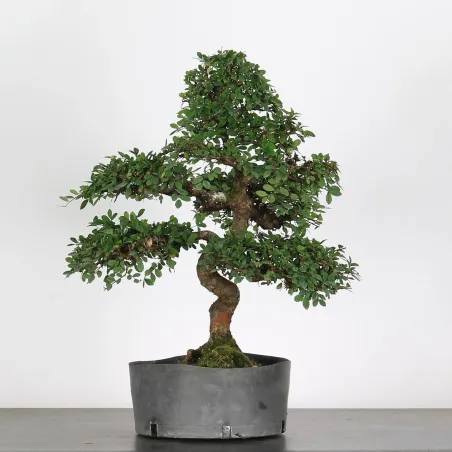 Bonsai Chinese Elm OR-1-8