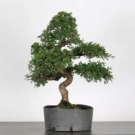 image supplémentaire - CHINESE ELM "Ulmus...