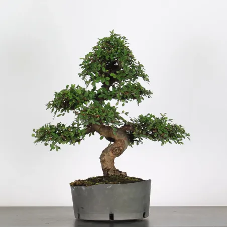 Bonsai Orme de Chine OR-1-9