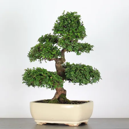 Bonsai Orme de Chine OR-1-10