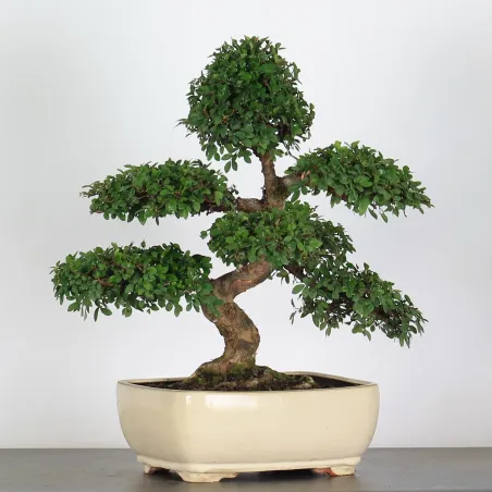 Bonsai Orme de Chine OR-1-11