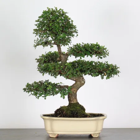 Bonsai Orme de Chine OR-1-12