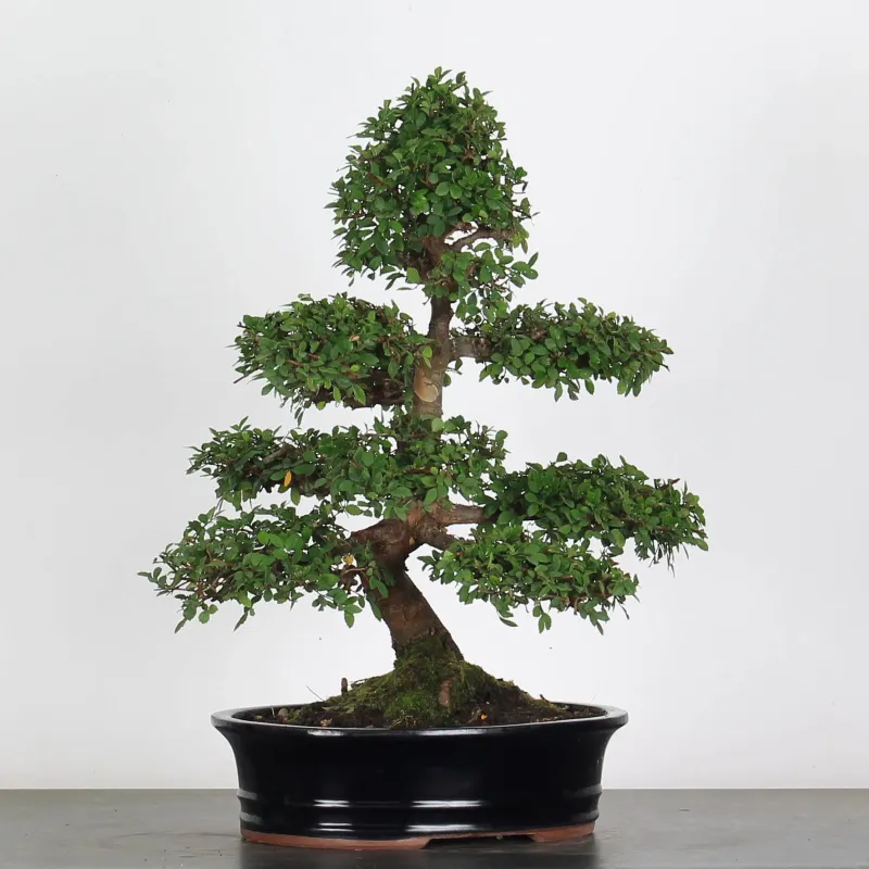 Bonsai Chinese Elm OR-2-3