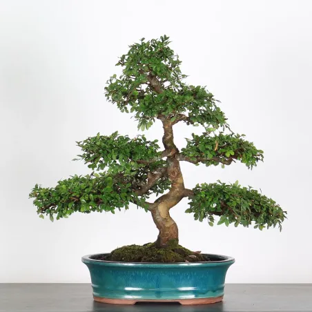 Bonsai Orme de Chine OR-2-7