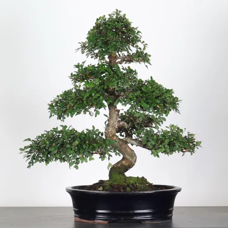 Bonsai Orme de Chine OR-2-8