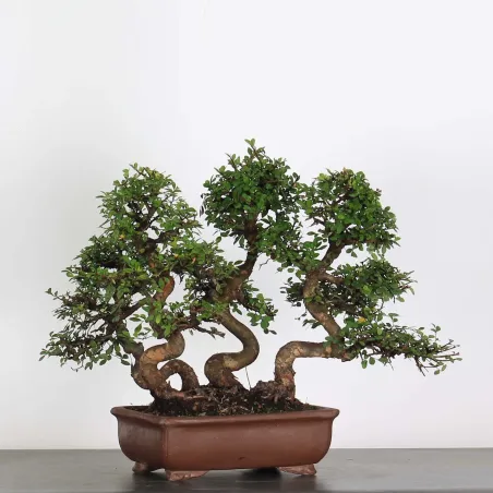 Bonsai Orme de Chine OR-2-9