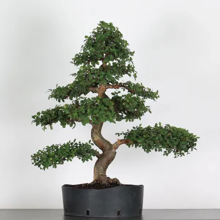 Bonsai Chinese Elm OR-3-1