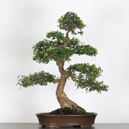 Bonsai Orme de Chine OR-3-4