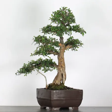 Bonsai Chinese Elm OR-3-6